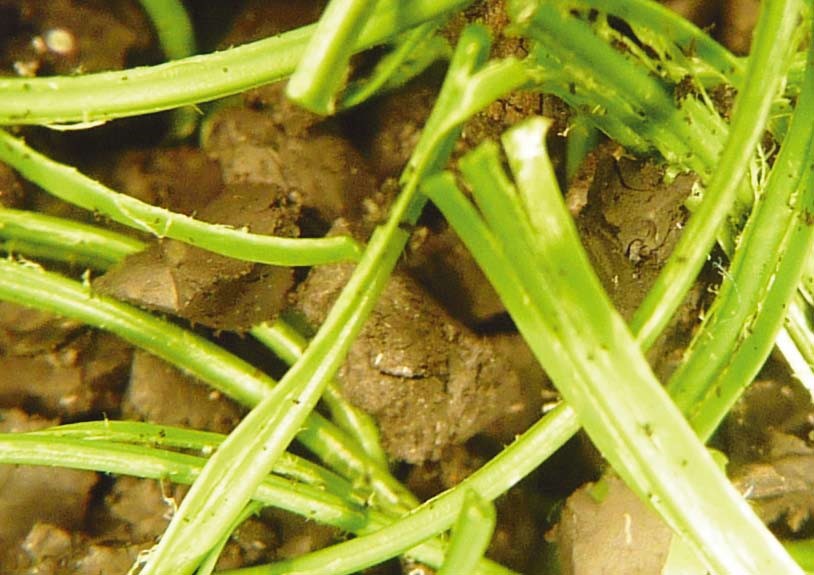 如何判斷人造草坪老化，只需知道5點