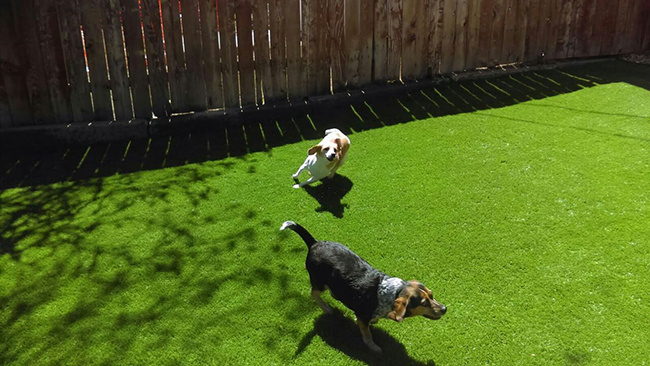 人造草坪價格貴不貴？都有哪些人造草坪類別