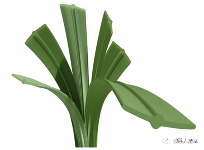 A3運(yùn)動(dòng)草 A3運(yùn)動(dòng)草