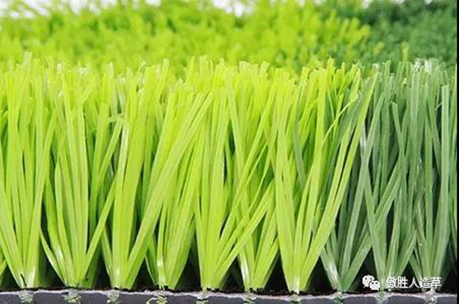 A3運(yùn)動(dòng)草 A3運(yùn)動(dòng)草